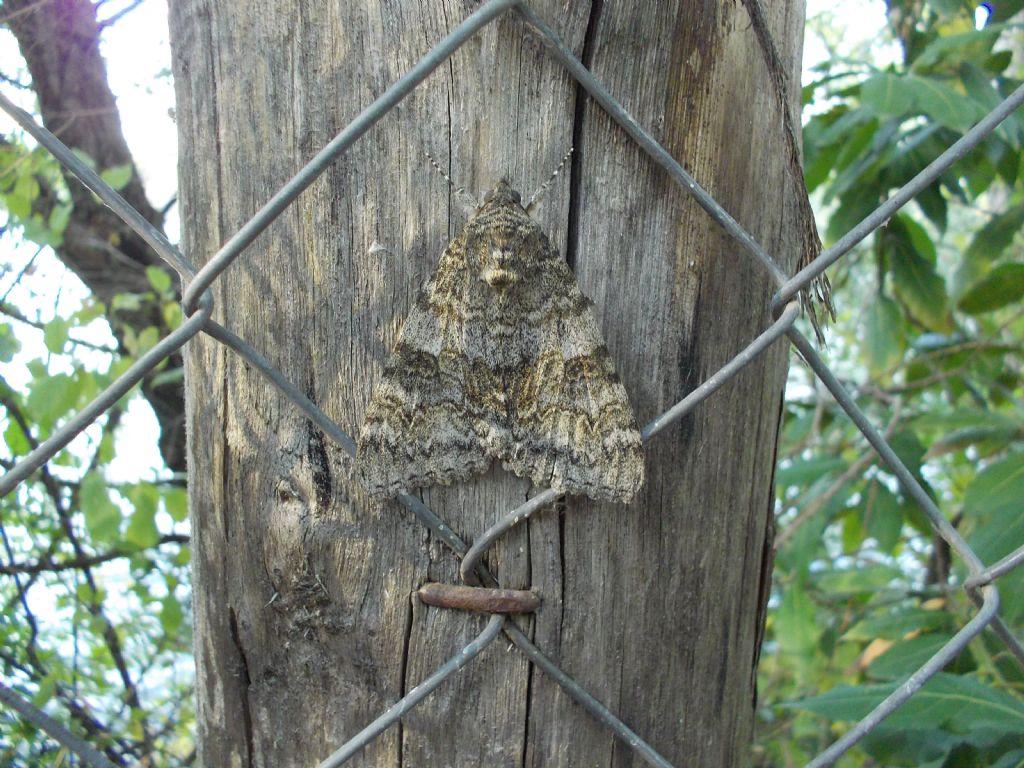 Noctuidae. No, Erebidae: Catocala cfr. nupta